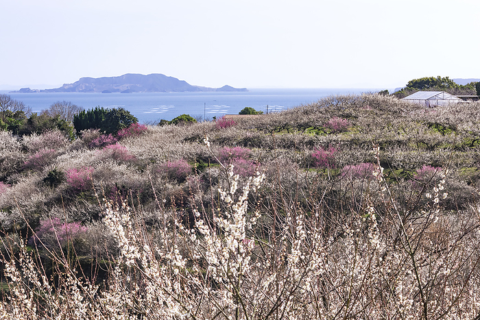 Ayabeyama Plum Grove Tatsuno City, Hyogo Prefecture Plum trees with a view of the sea 