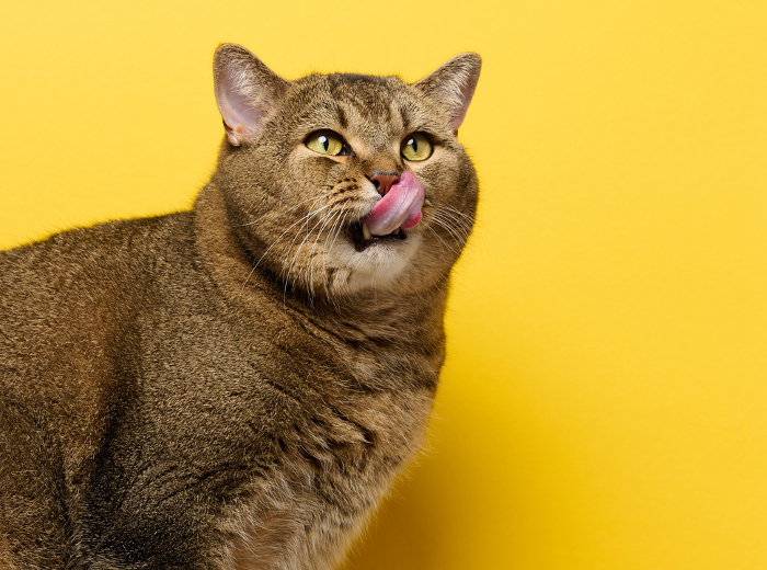 A cute adult straight eared Scottish breed gray cat sits on a yellow background. The animal licks its lips A cute adult straight eared Scottish breed gray cat sits on a yellow background. The animal licks its lips