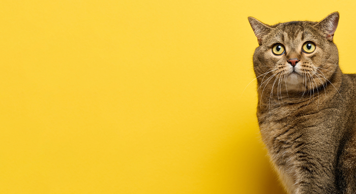 A cute adult straight eared Scottish breed gray cat sits on a yellow background. Copy space A cute adult straight eared Scottish breed gray cat sits on a yellow background. Copy space