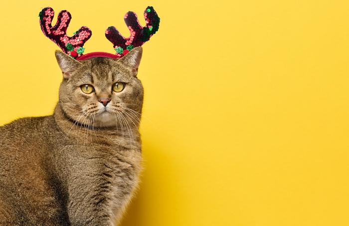 An adult gray cat sits on a yellow background, with a circlet of deer antlers on its head. Christmas background, copy space An adult gray cat sits on a yellow background, with a circlet of deer antlers on its head. Christmas background, copy space