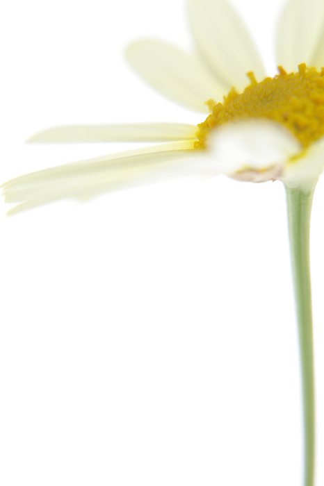 marguerite (Chrysanthemum frutescens)