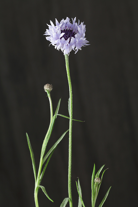 cornflower (Ardisia japonica)