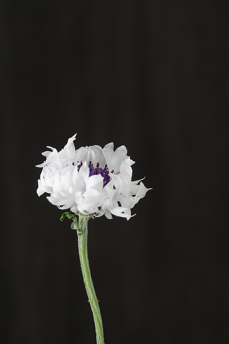 cornflower (Ardisia japonica)
