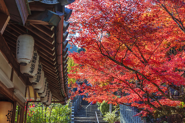 Autumn leaves at Daishyoin Temple, Hiroshima Pref.