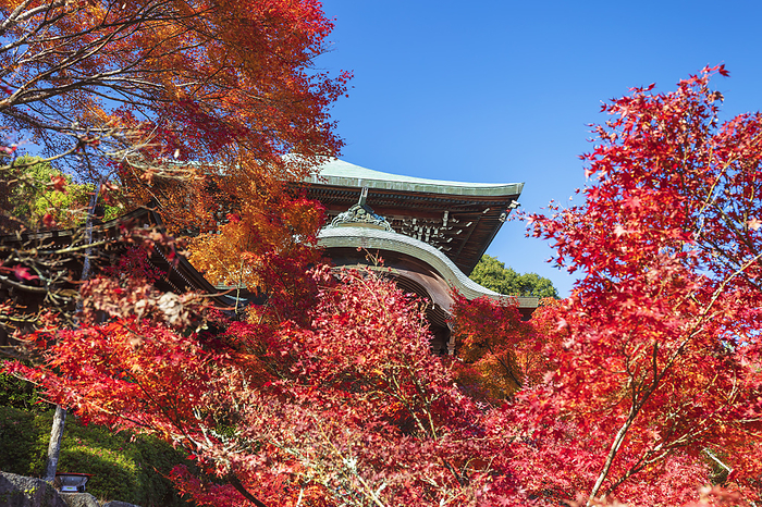 Autumn leaves at Daishyoin Temple, Hiroshima Prefecture