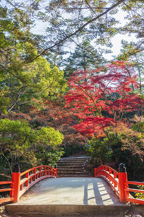 Autumn leaves in Momijidani Park, Hiroshima Pref.