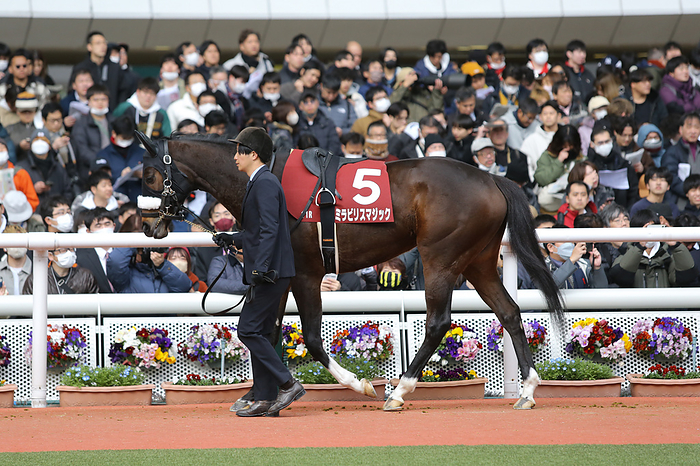 2024 Tulip Sho G2             Mirabilis Magic is led through the paddock before the Tulip Sho at Hanshin Racecourse in Hyogo, Japan on March 2, 2024.  Photo by Eiichi Yamane AFLO 