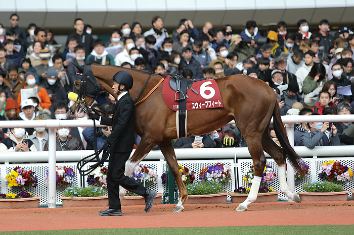 2024 Tulip Sho G2             Sweep Feet is led through the paddock before the Tulip Sho at Hanshin Racecourse in Hyogo, Japan on March 2, 2024.  Photo by Eiichi Yamane AFLO 