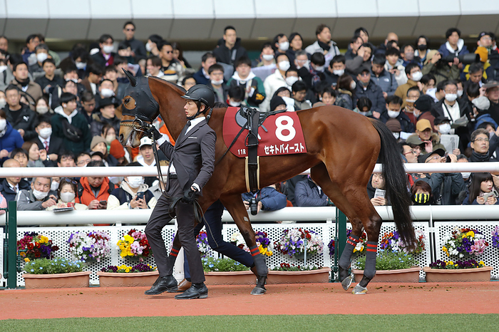 2024 Tulip Sho G2            Sekitoba East is led through the paddock before the Tulip Sho at Hanshin Racecourse in Hyogo, Japan on March 2, 2024.  Photo by Eiichi Yamane AFLO 