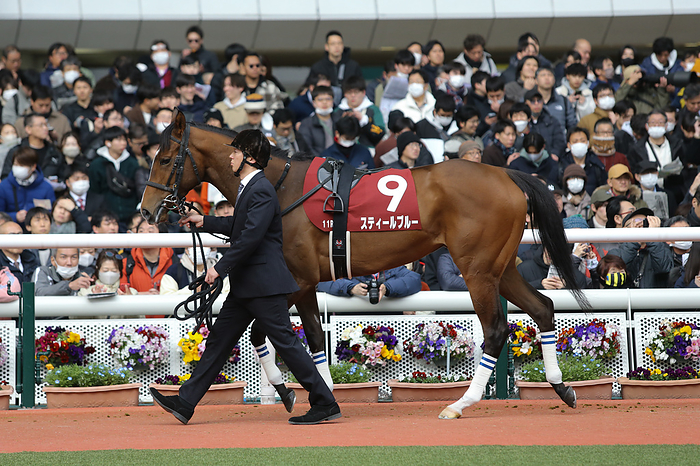2024 Tulip Sho G2            Steelblue is led through the paddock before the Tulip Sho at Hanshin Racecourse in Hyogo, Japan on March 2, 2024.  Photo by Eiichi Yamane AFLO 
