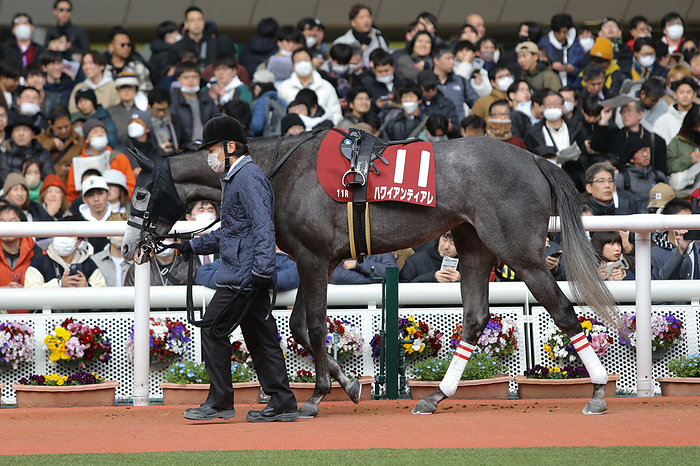 2024 Tulip Sho G2             Hawaiian Tiare is led through the paddock before the Tulip Sho at Hanshin Racecourse in Hyogo, Japan on March 2, 2024.  Photo by Eiichi Yamane AFLO 