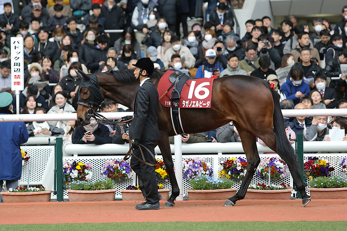 2024 Tulip Sho G2 Tagano Elpida is led through the paddock before the Tulip Sho at Hanshin Racecourse in Hyogo, Japan on March 2, 2024. AFLO 