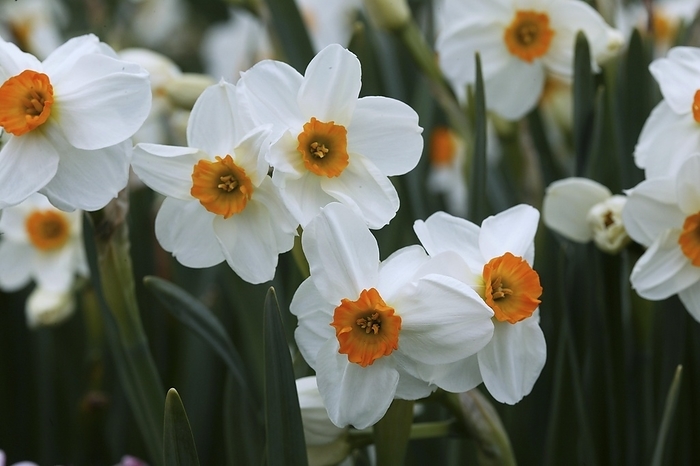 Kuchibeni daffodil  Narcissus pseudonarcissus  Poetische Wei e Narzisse  narcissus poeticus 