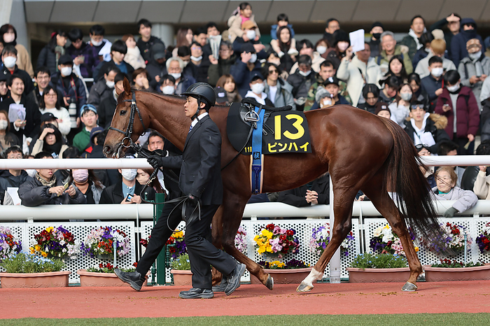 2024 Osaka Castle Stakes 2024 03 03 HANSHIN 11R Salaried 4 Year Old Open OSAKAJO STAKES 12 horses   1 favorite Pin High   Hanshin Racecourse in Hyogo, Japan on March 3, 2024.