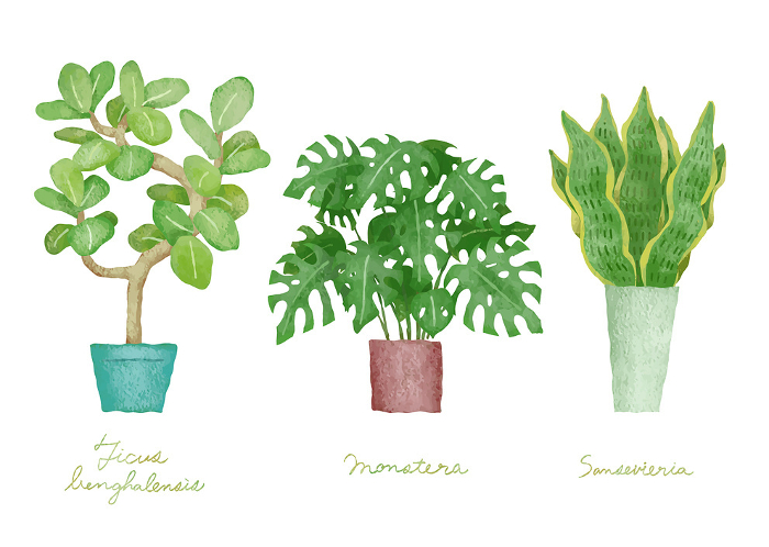 Illustration set of houseplants 2 - Ficus bengalensis, Monstera, Sansevieria