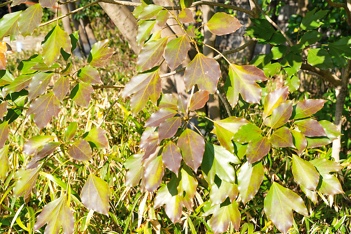 Cucurbitaceae trifoliate leaf
