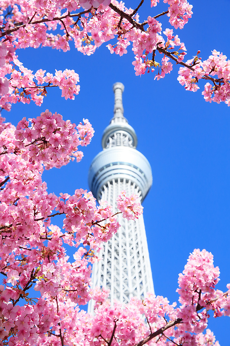 Kawazu Cherry Blossoms and Tokyo Sky Tree Tokyo