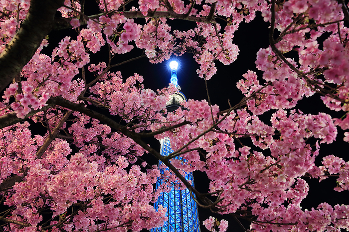 Kawazu cherry blossoms and the illuminated Tokyo Sky Tree at night Tokyo