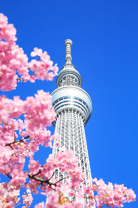 Kawazu Cherry Blossoms and Tokyo Sky Tree Tokyo