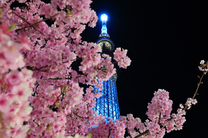 Kawazu cherry blossoms and the illuminated Tokyo Sky Tree at night Tokyo