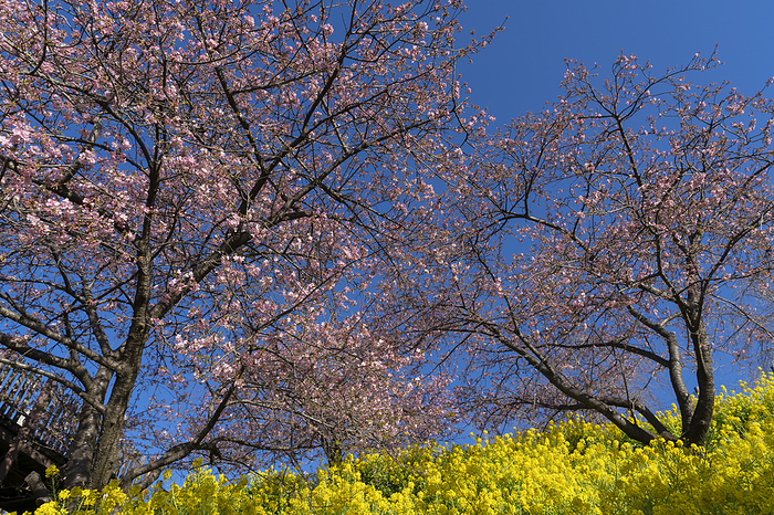 Rape blossoms and Kawazu cherry blossoms Kanagawa Prefecture