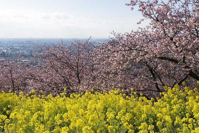 Rape blossoms and Kawazu cherry blossoms Kanagawa Prefecture