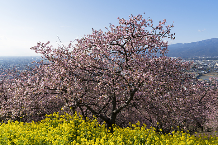 Kawazu cherry blossoms and rape blossoms Kanagawa Prefecture