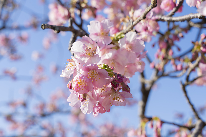 Kawazu Cherry Blossoms Kanagawa Pref.