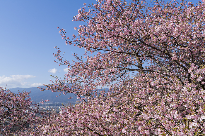 Kawazu Cherry Blossoms Kanagawa Pref.