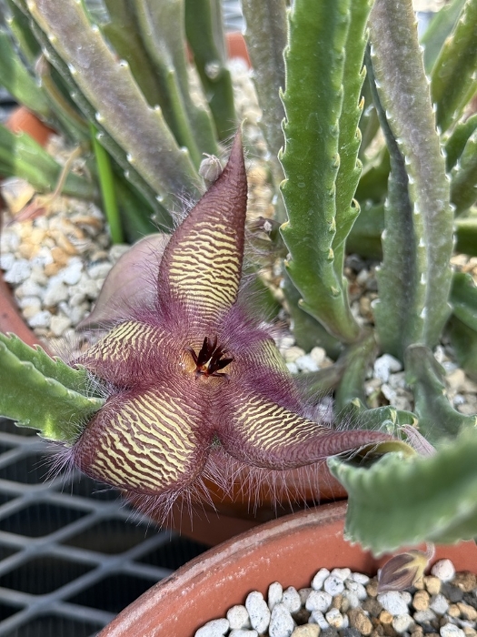 Stapelia, rhinoceros horn flower, Stapelia hirsuta