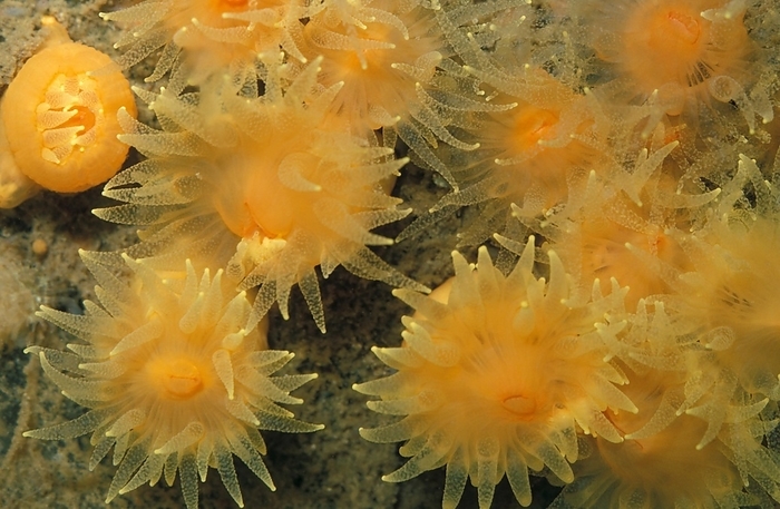 sea anemone Steinkoralle, Steinkorallen, Andere Tiere, Korallen, Nesseltiere, Tiere, Gold Star Cup Coral  Balanophyllia regia 