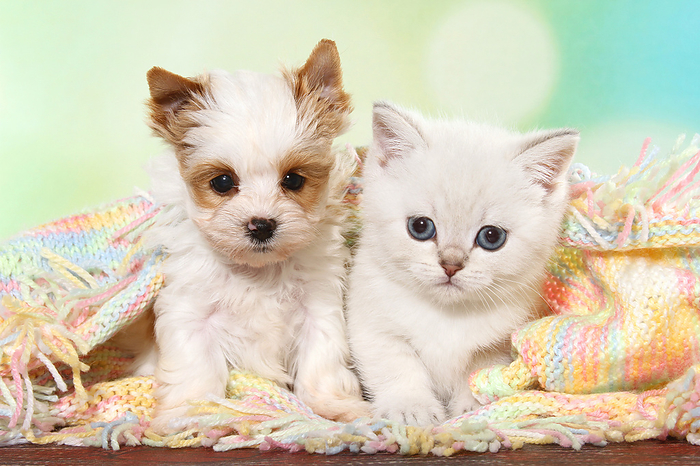 Animal Friends British Shorthair Kitten and Golddust Yorkshire Terrier Puppy