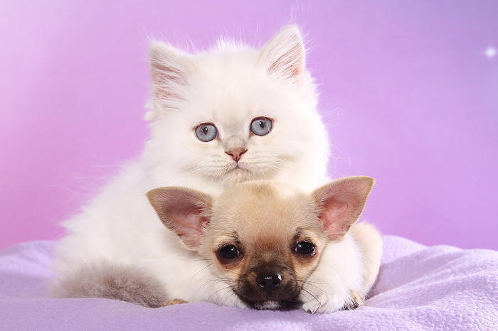 Animal Friends Chihuahua Puppy and Highlander Kitten