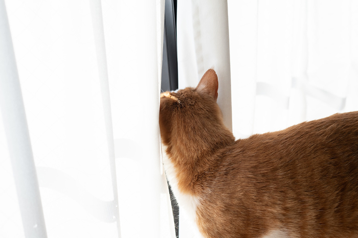Cat getting between the curtains, brown and white.