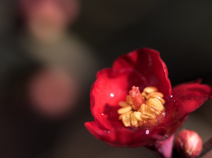 Red Bokeh flower in bloom in February.