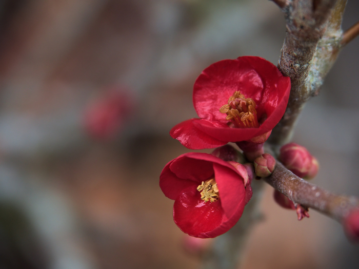 Red Bokeh flower in bloom in February.