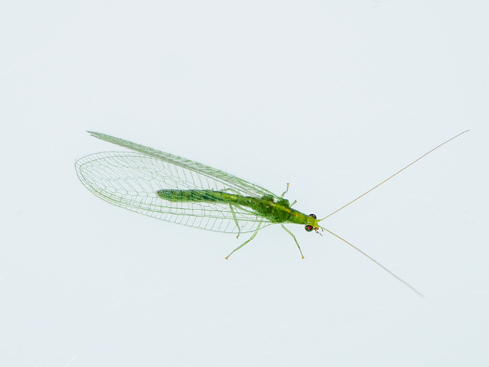 green lacewing (esp. species Chrysopa intima)