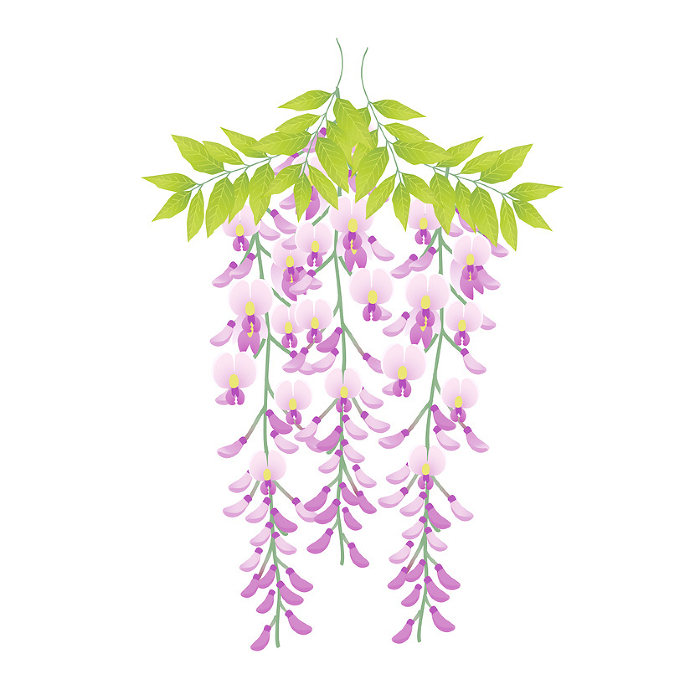 Purple wisteria flower
