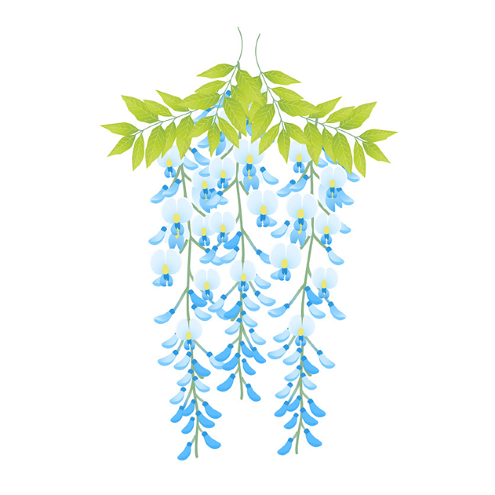Blue wisteria flower