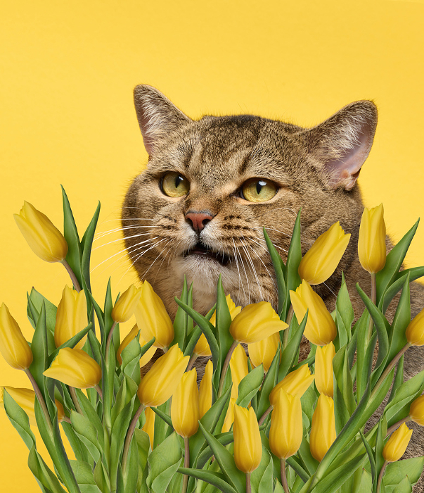 Adult gray straight eared cat and a bouquet of yellow blooming tulips on a yellow background Adult gray straight eared cat and a bouquet of yellow blooming tulips on a yellow background