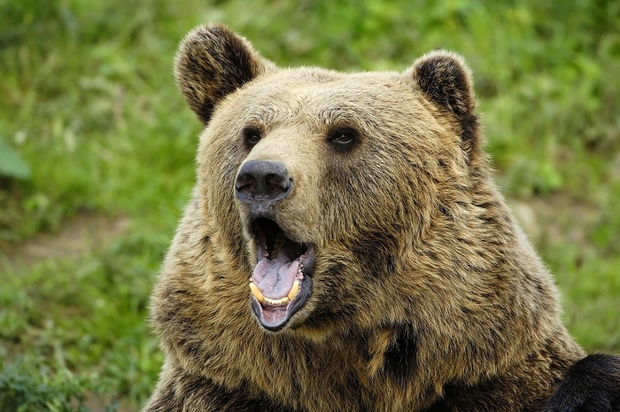 brown bear  Ursus arctos  Kodiak bear  Ursus arctos middendorffi 