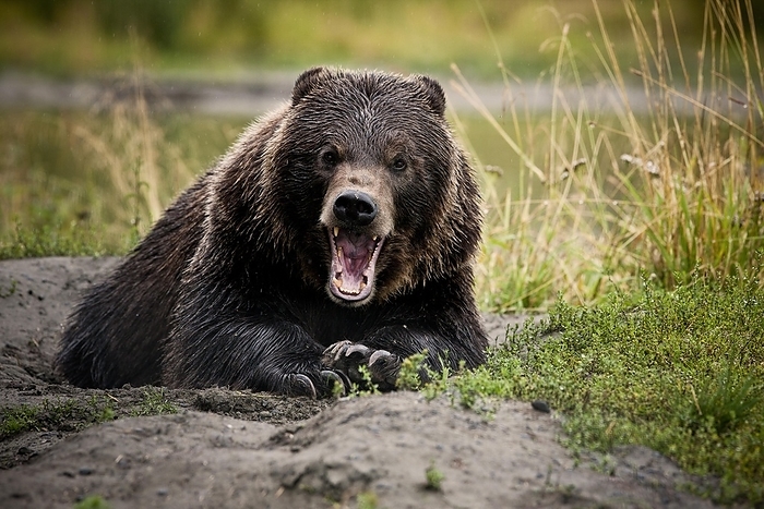 grizzly bear  Ursus arctos horribilis  Grizzly Bear  Ursus arctos horribilis  with wide open jaws, threatening gesture, Valdez, Alaska, United States, North America