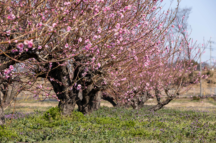 A row of flowering peach trees beginning to bloom in Minuma rice paddies