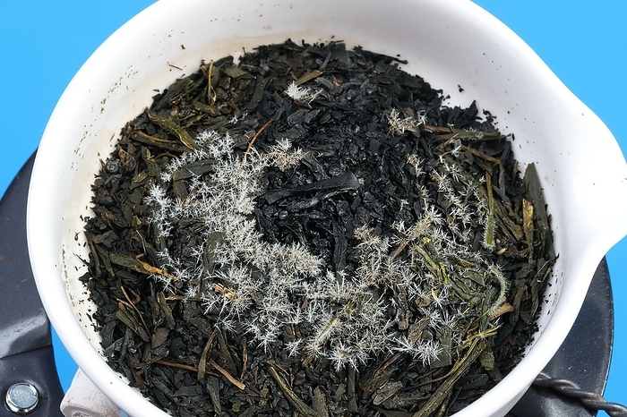 Heat green tea and observe caffeine crystals After heating Needle like crystals form Heat green tea and observe caffeine crystals After heating Needle like crystals form
