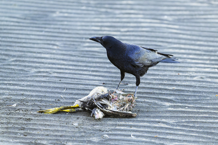 Bird carcasses and crows