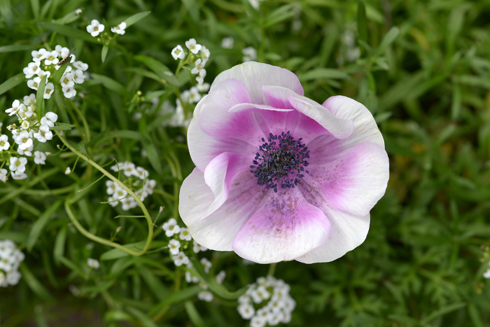 Pale purple anemone flowers