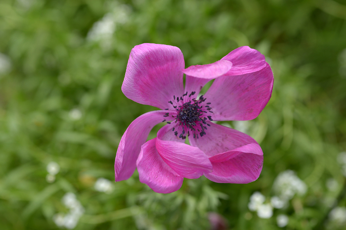 Pink anemone flowers