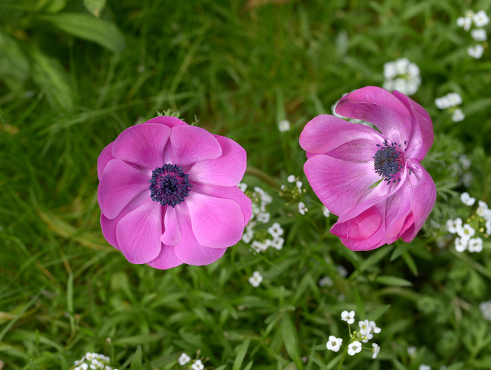 Pink anemone flowers