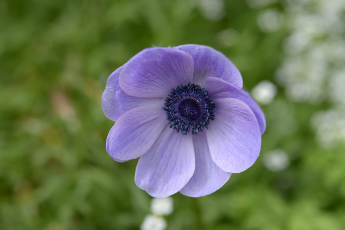 Blue and purple anemone flowers