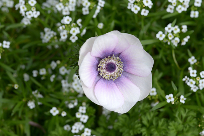 Light purple anemone flowers